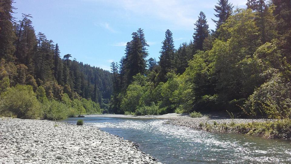 Pet Friendly Redwood National & State Parks