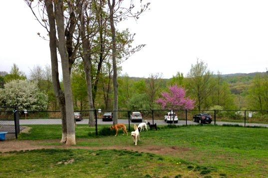 Canine Commons At Beaver Dam Park