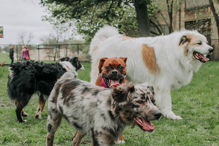 Pet Friendly Downtown Muskegon PetSafe Dog Park