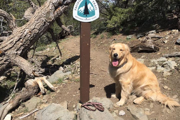 Pet Friendly Cougar Crest Bertha Peak Trail