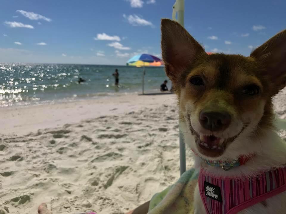 mexican beach dog