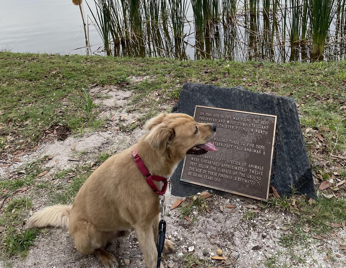 Reed Canal Dog Park