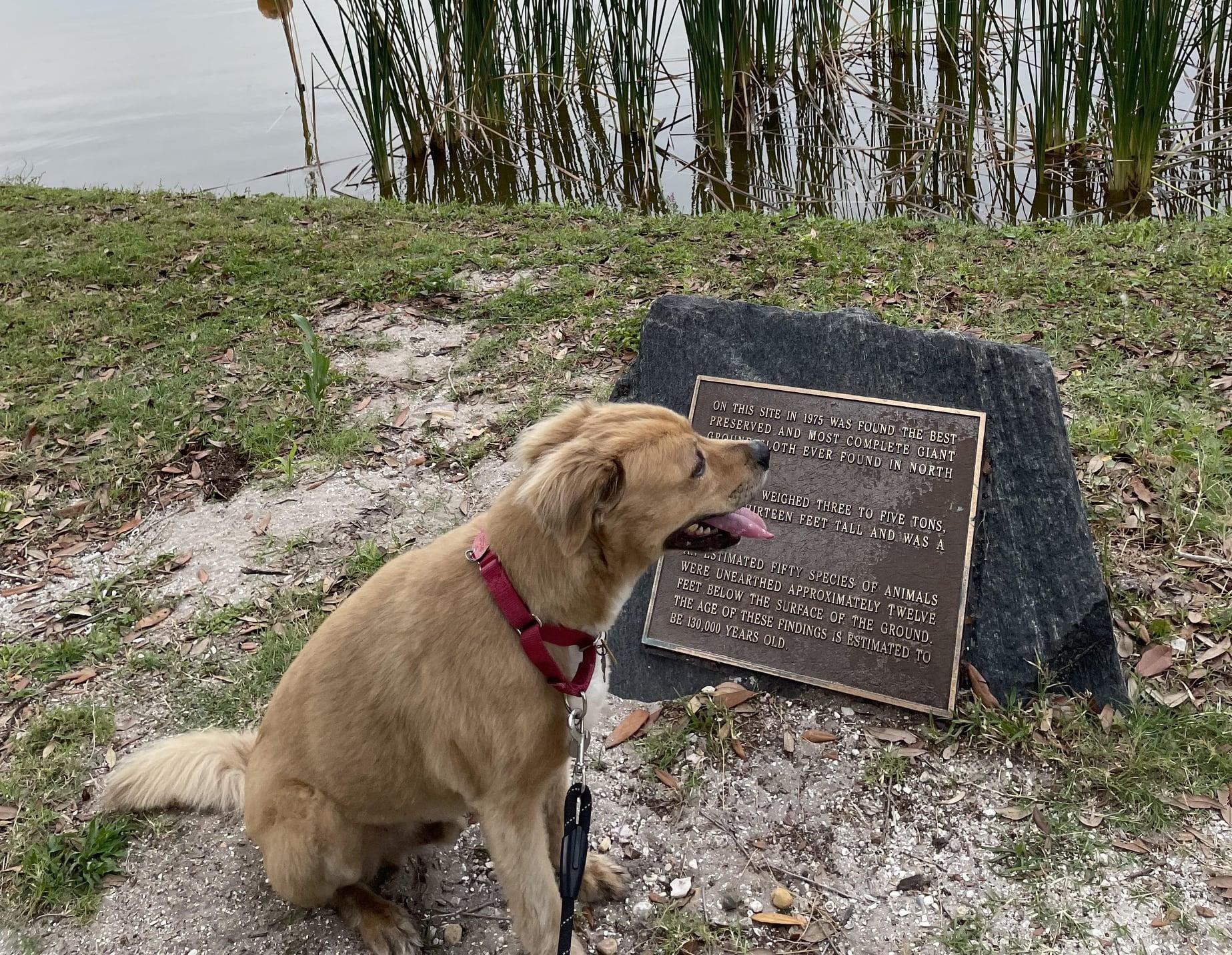 Pet Friendly Reed Canal Dog Park