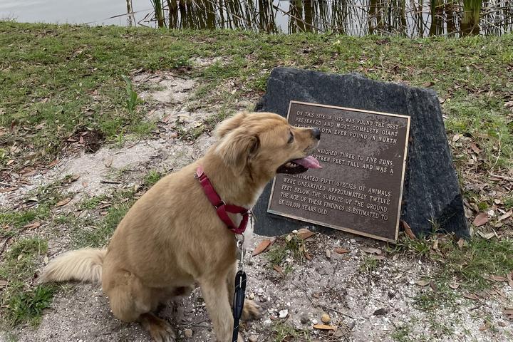 Pet Friendly Reed Canal Dog Park