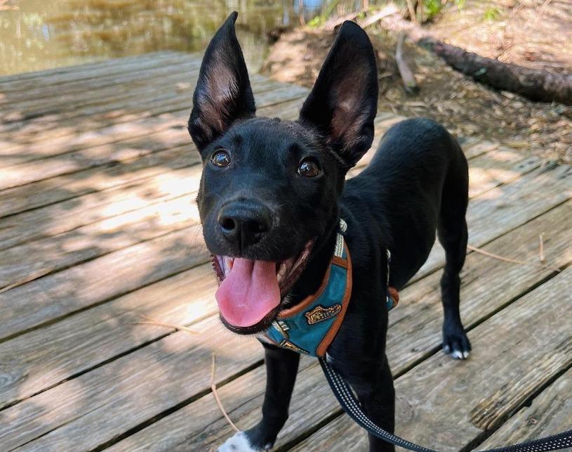 Pet Friendly Koreshan State Park