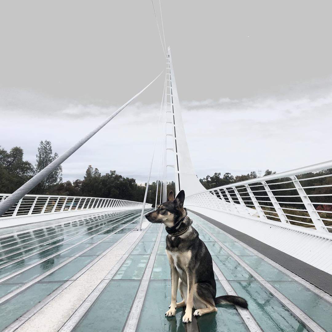 Pet Friendly Sundial Bridge