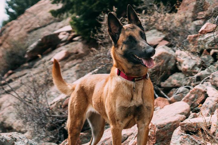 Pet Friendly Pike National Forest