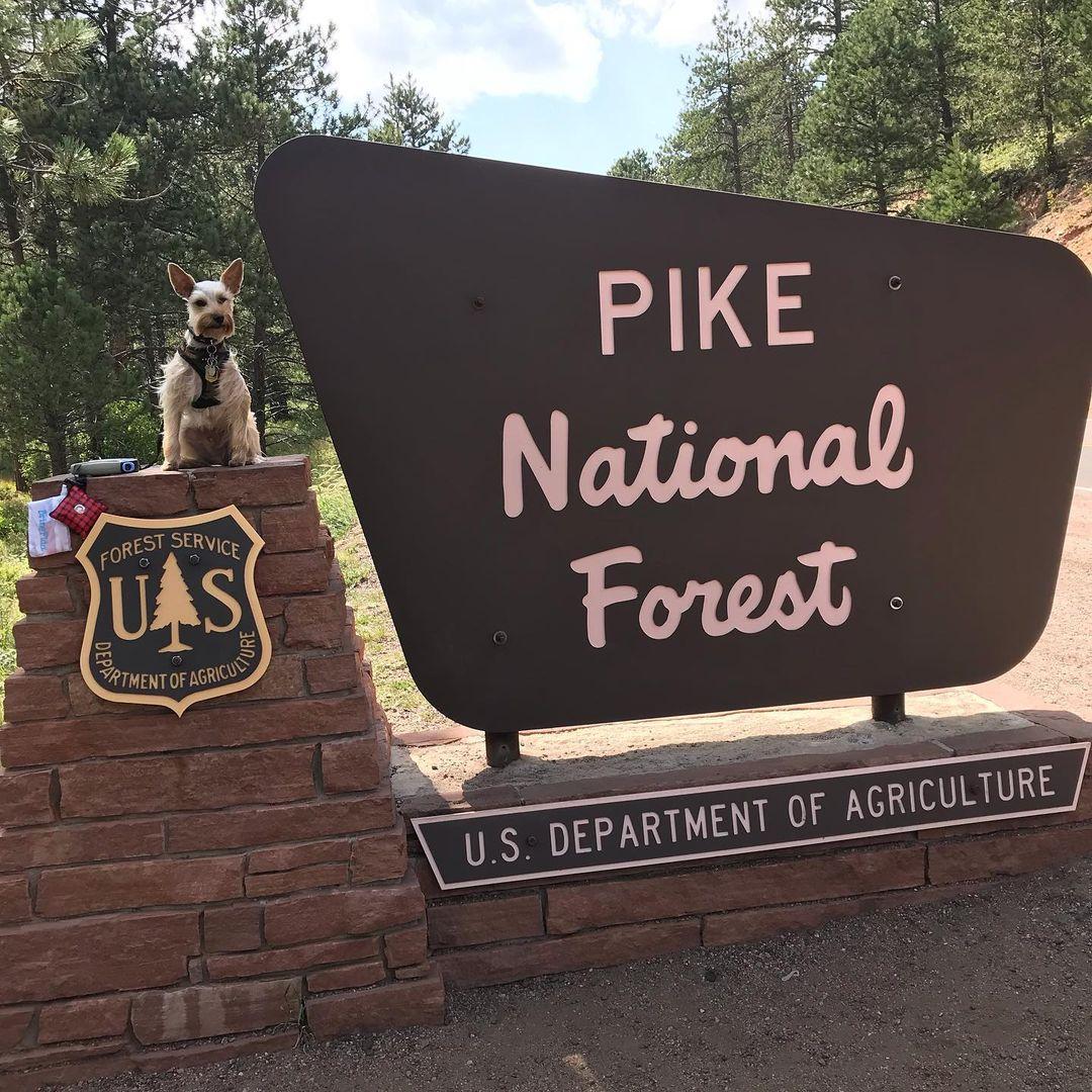 Pet Friendly Pike National Forest