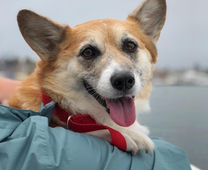 Pet Friendly Fun Zone Boat Company