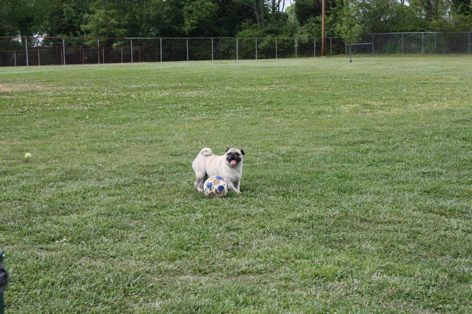 Morristown Dog Park