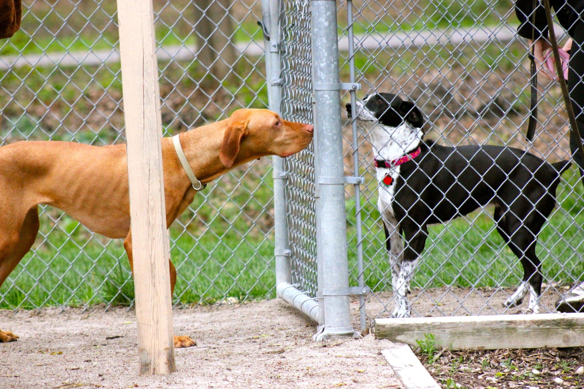 Pet Friendly Clinton Township Dog Park