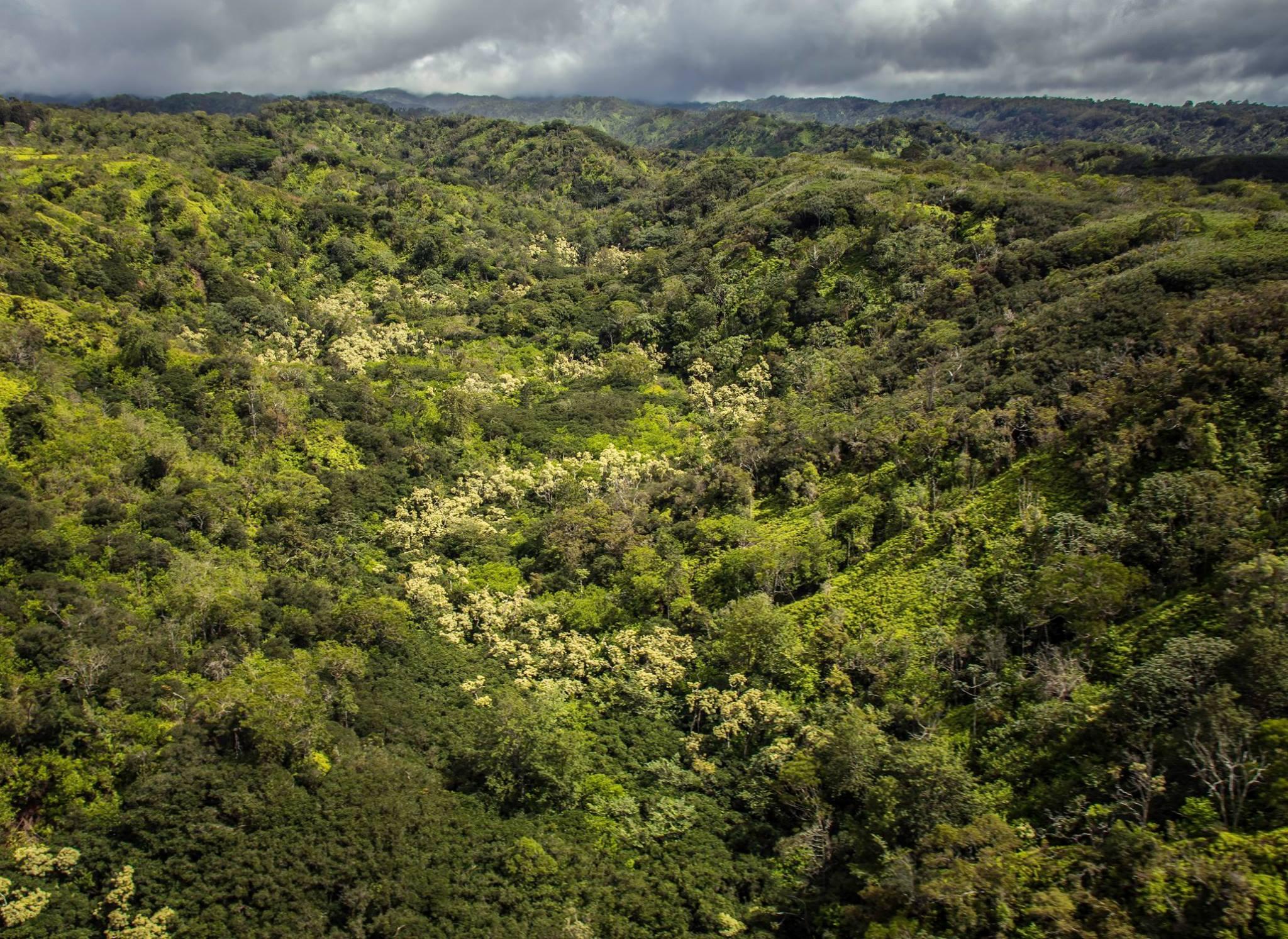 Honolulu Watershed Forest Reserve