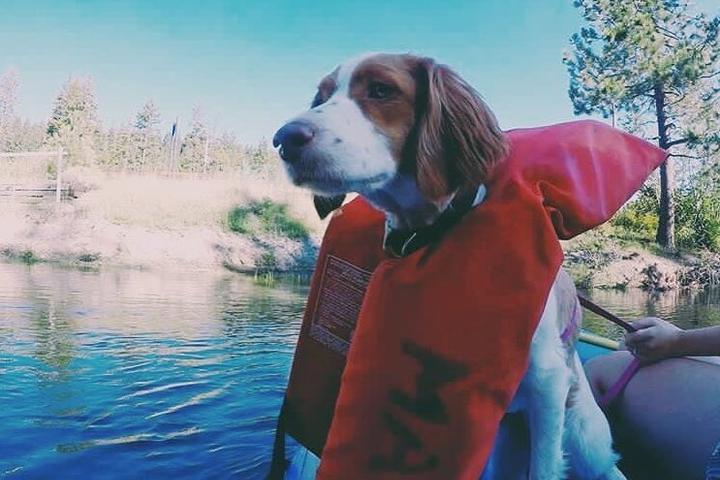 Pet Friendly Truckee River Rafting