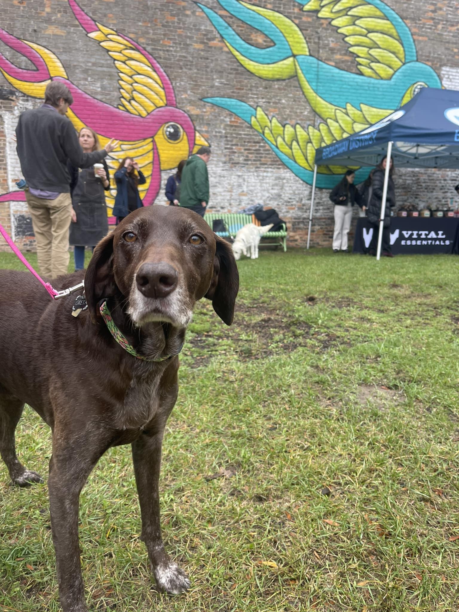 De Pere Dog Park: Ultimate Guide for Fun & Safety