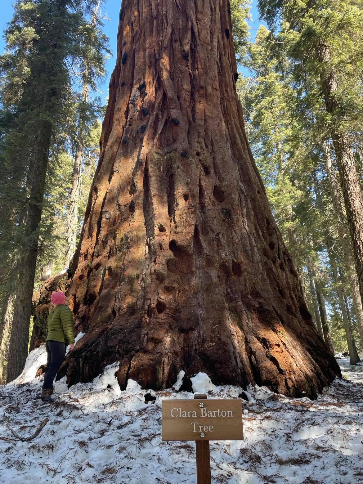 Dog friendly trails outlet sequoia national forest