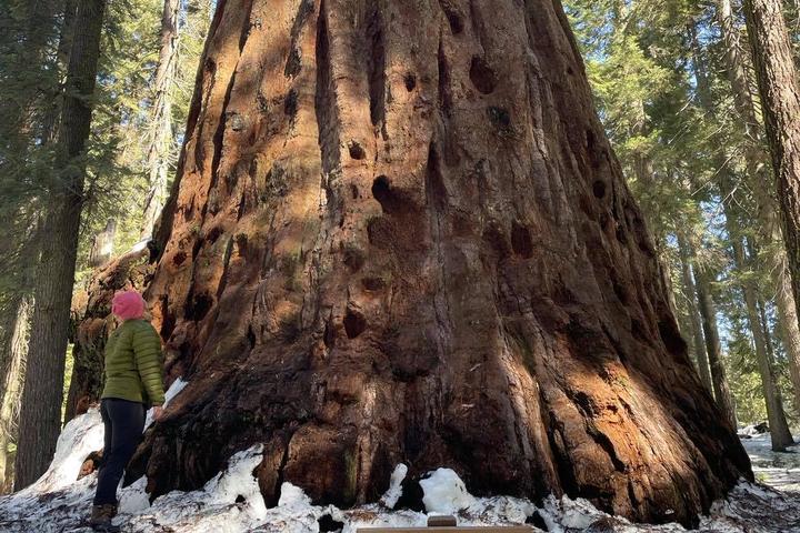 Pet Friendly Sequoia National Park