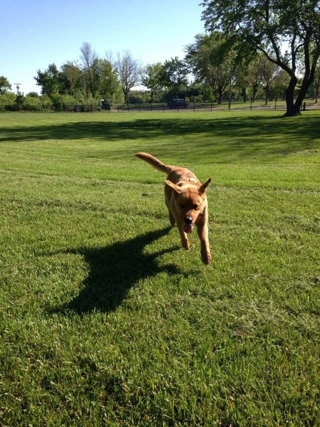 Phillips Park Dog Park