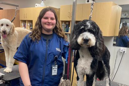 Wilco pet best sale grooming