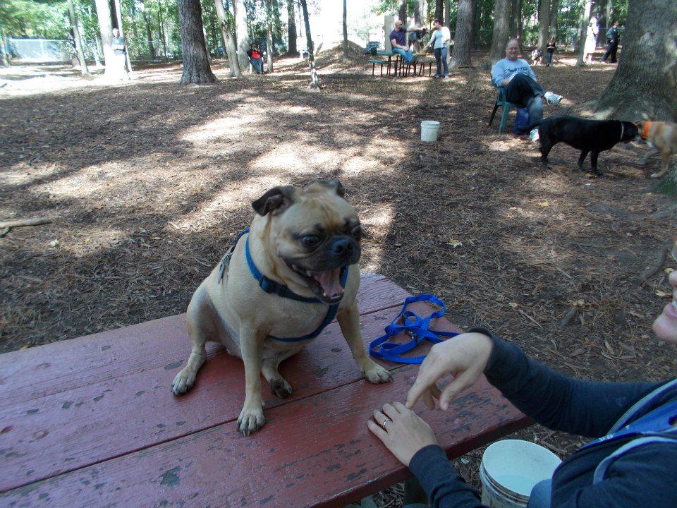 Pet Friendly Dog Park at Carolina Pines Park