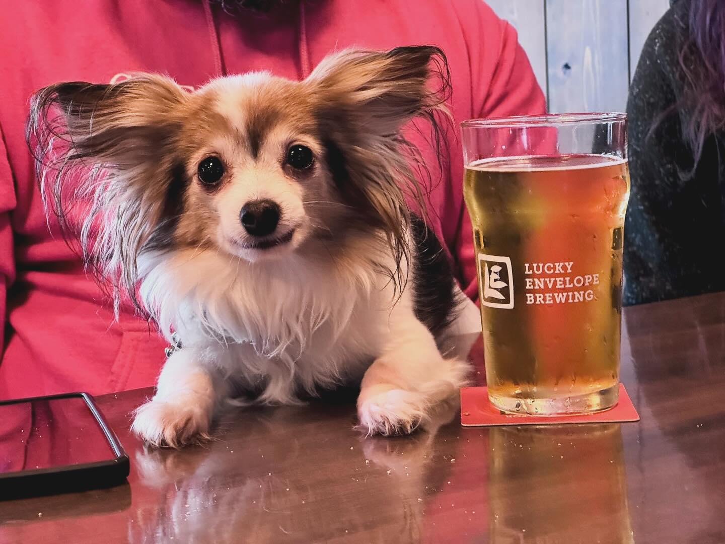 Pet Friendly Lucky Envelope Brewing