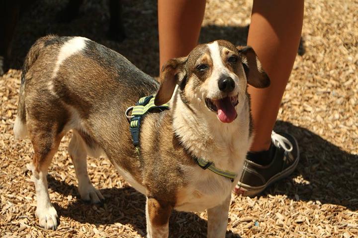 Pet Friendly Pantera Dog Park