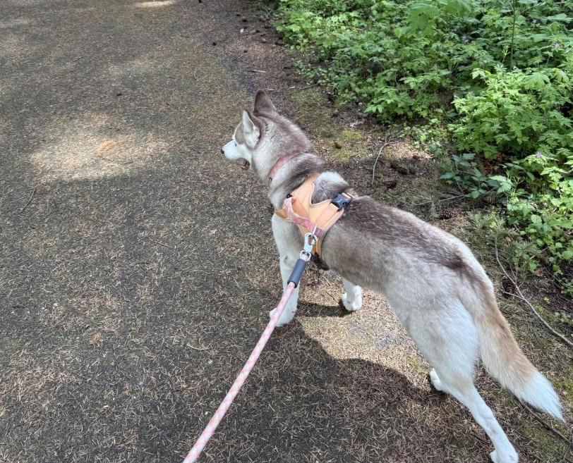 Pet Friendly Fennel Creek Trail Head