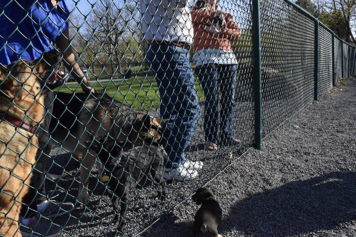 Fenced in area clearance for dogs near me