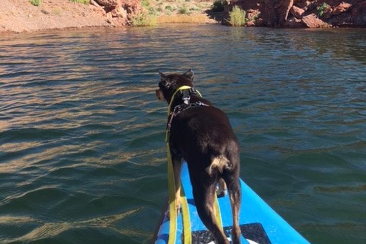 Pet Friendly Paddle to the Core
