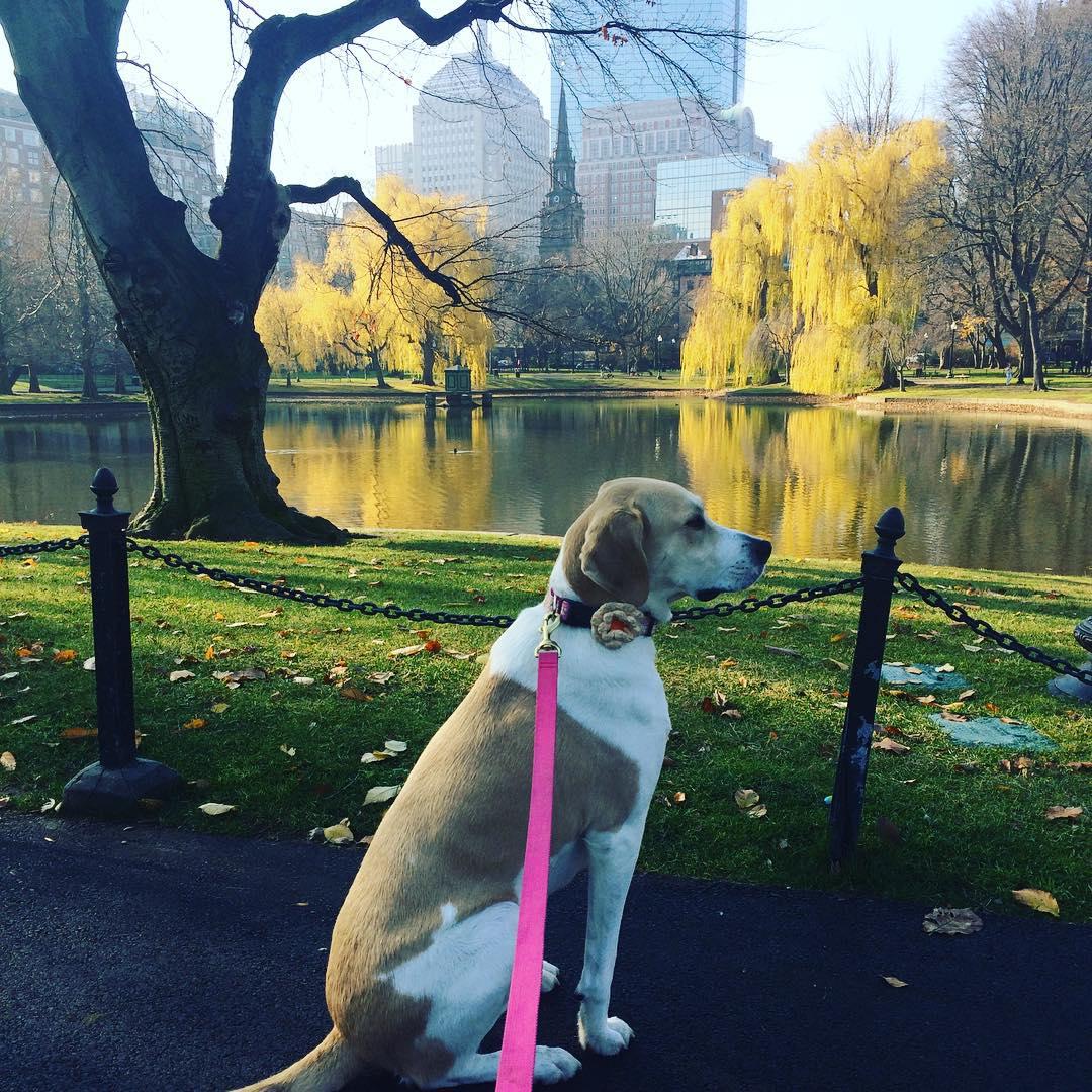 Where to have fun with your dog around Boston - The Boston Globe