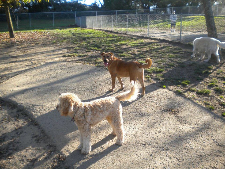 Pet Friendly Commodore Dog Park