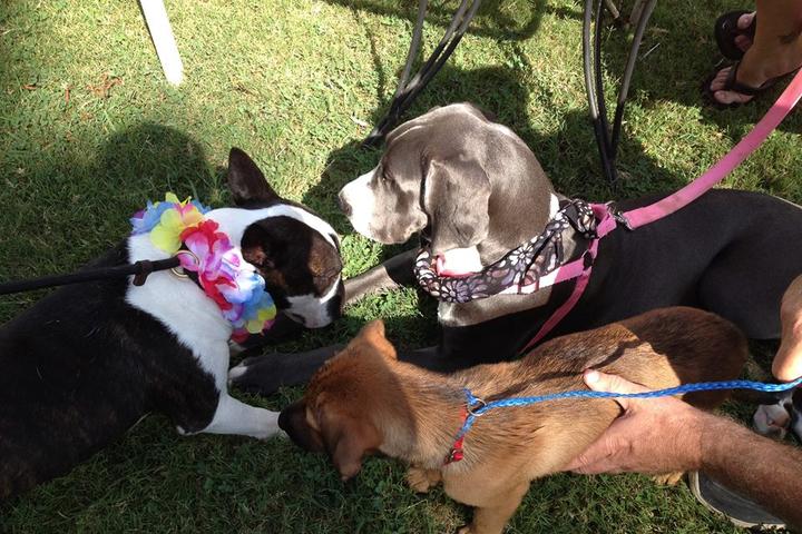 Off-Leash Dog Parks in Anderson, SC - BringFido Off-Leash Dog Parks in Anderson, SC - BringFido