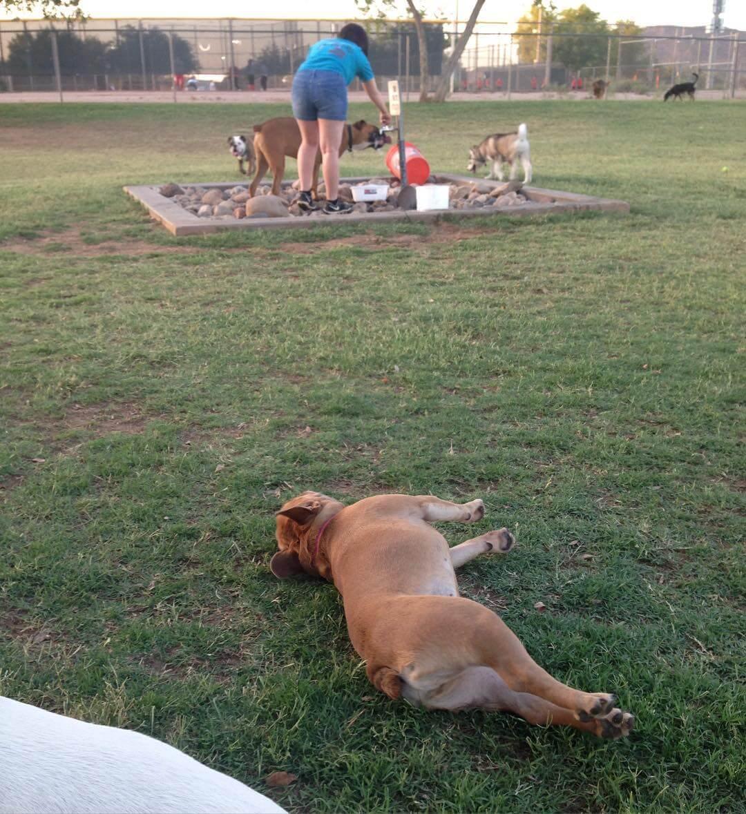 Rose Mofford Sports Complex Dog Park