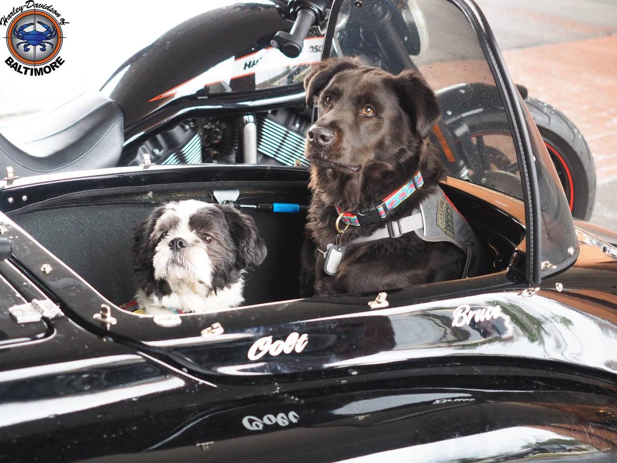 harley davidson dog bed