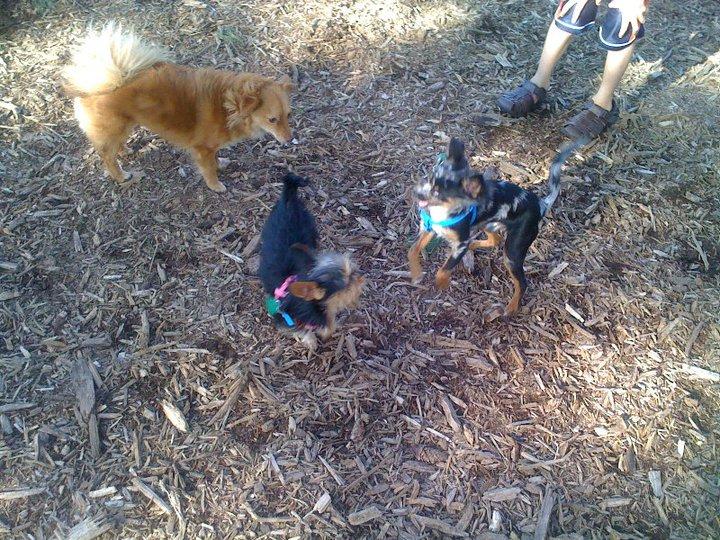 Pet Friendly Wethersfield Dog Park