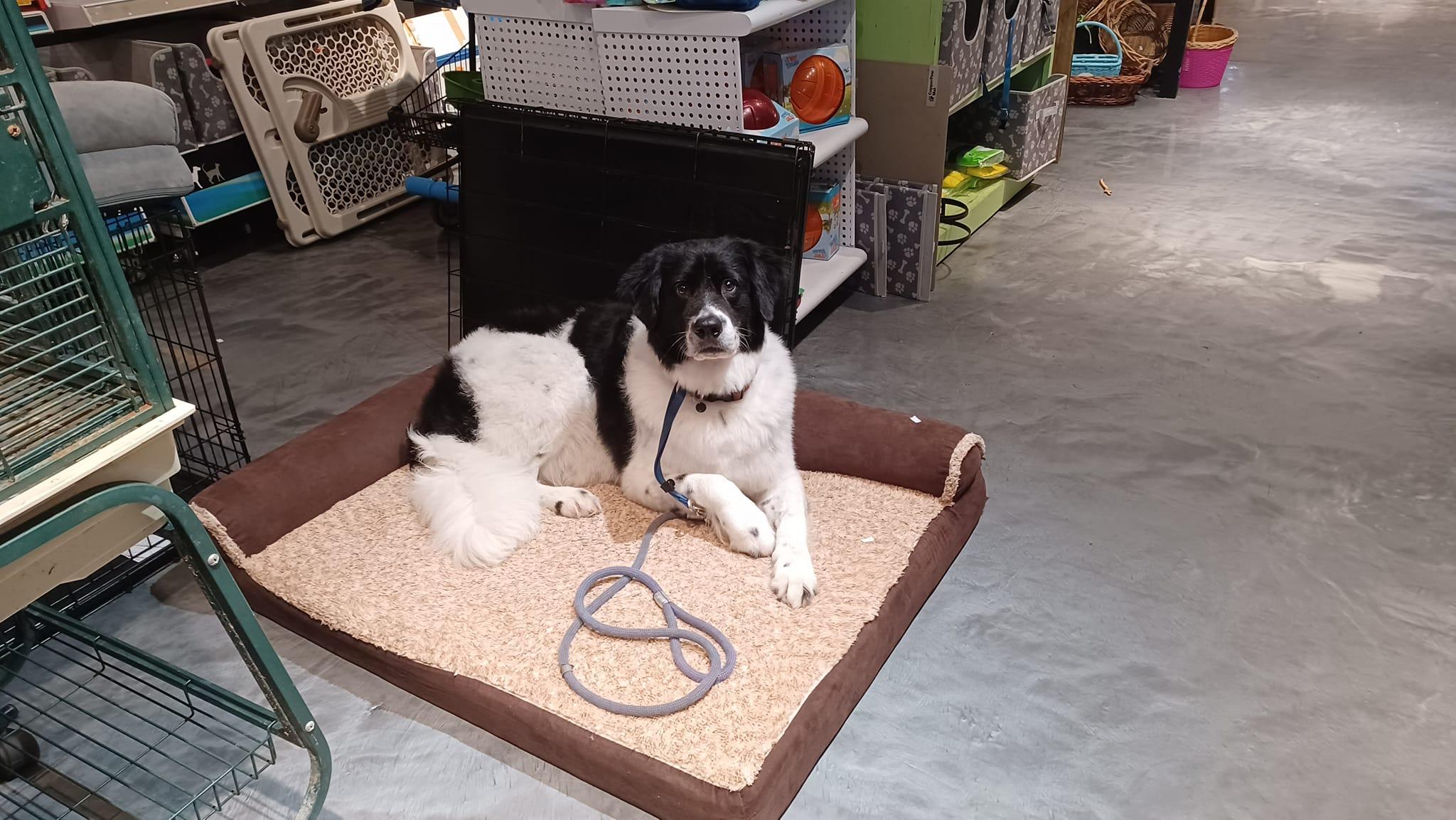 Pet Friendly Halifax Humane Society: Rescue ReTail Thrift Store