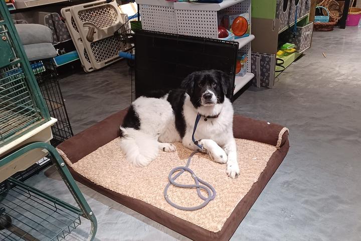 Pet Friendly Halifax Humane Society: Rescue ReTail Thrift Store