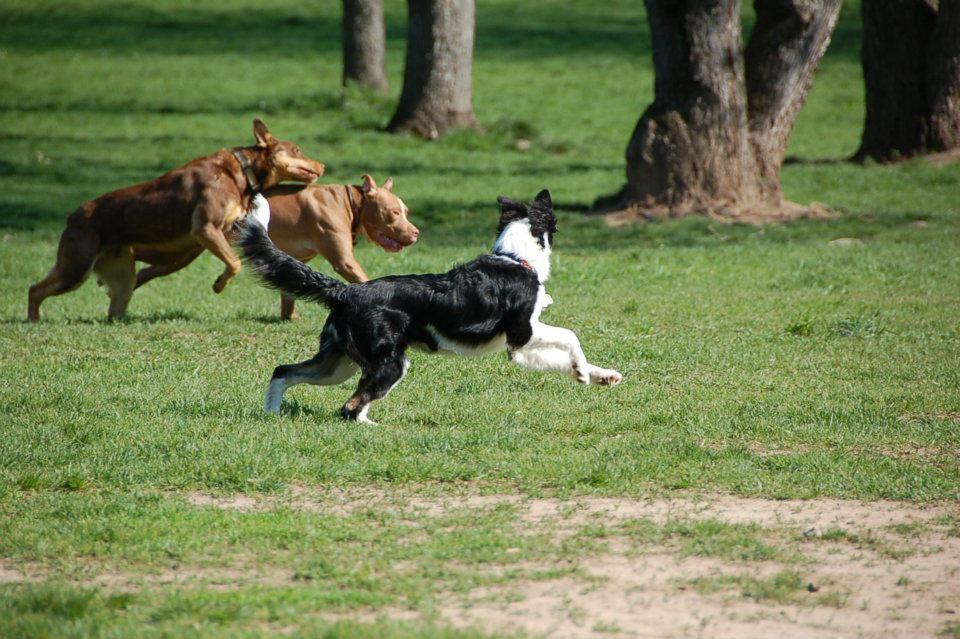 Prairie View Dog Park