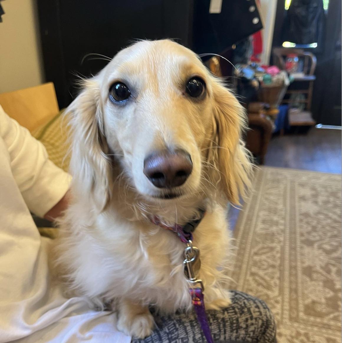 Barkin dogs clearance shoe co