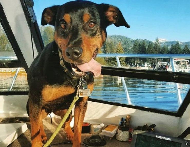 Dog friendly tahoe sale