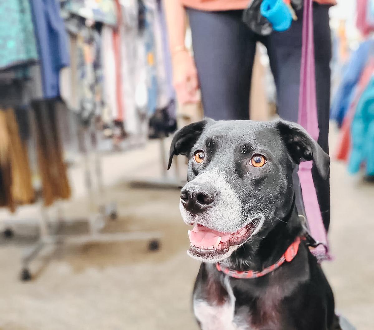 Dog shop supplies denver