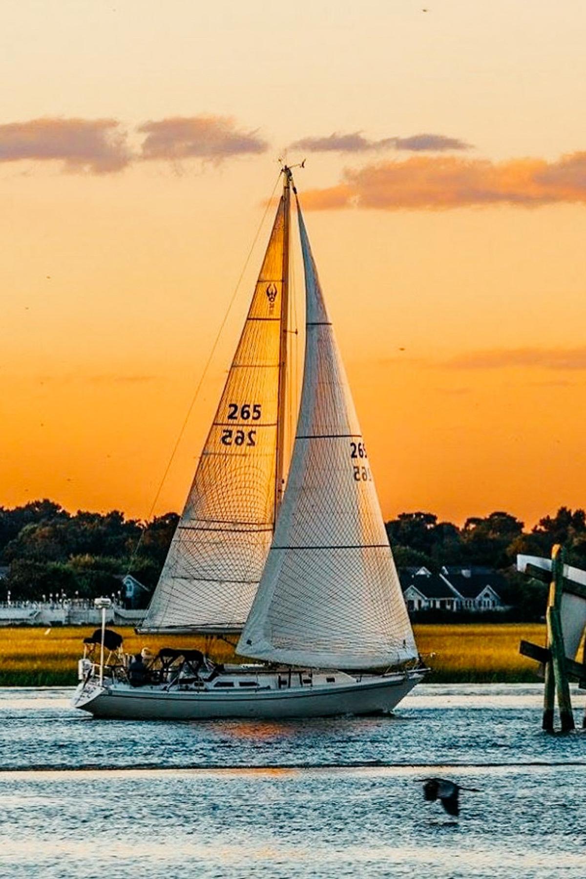 Dog Friendly Activities In Mount Pleasant Sc Bringfido