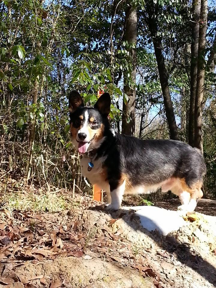 Dog Friendly Hiking Trails In Louisiana Bringfido