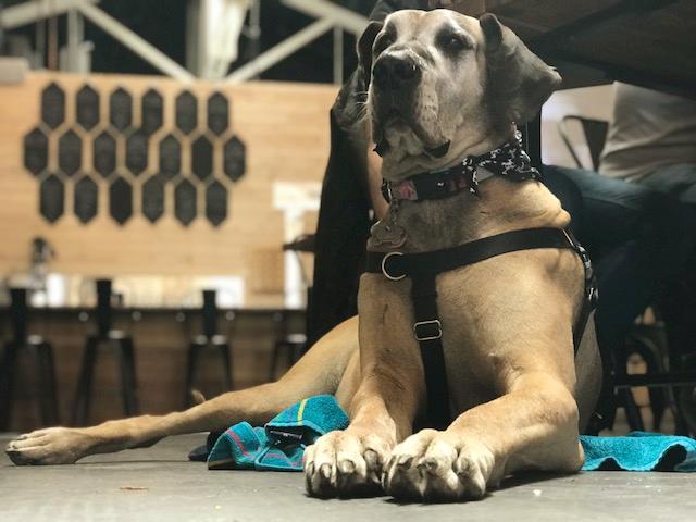 Pet Friendly Laughing Monk Brewing