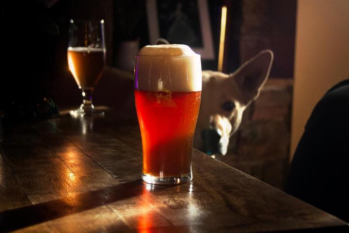 Pet Friendly The Good Wolf Brewing Company