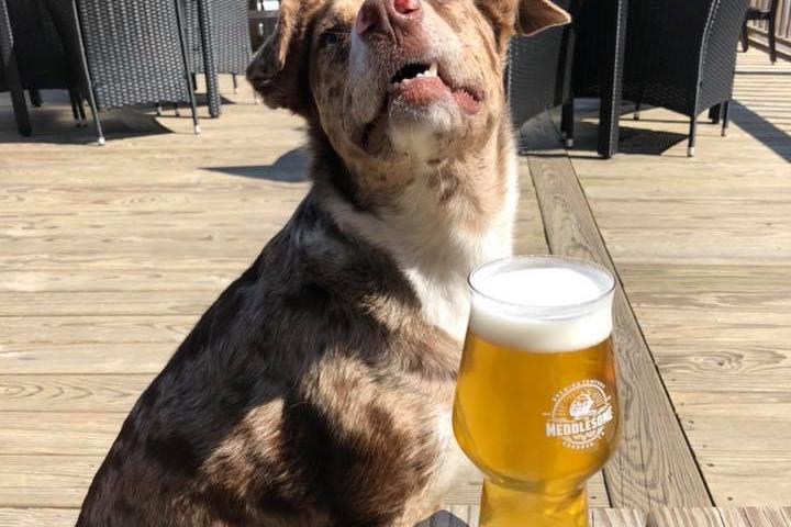 Pet Friendly Meddlesome Brewing Company