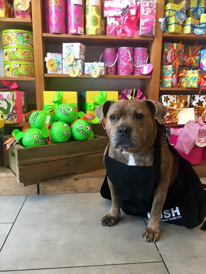 Dog Friendly Shopping in Buda TX BringFido