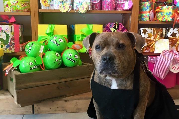 Pet Friendly LUSH Cosmetics