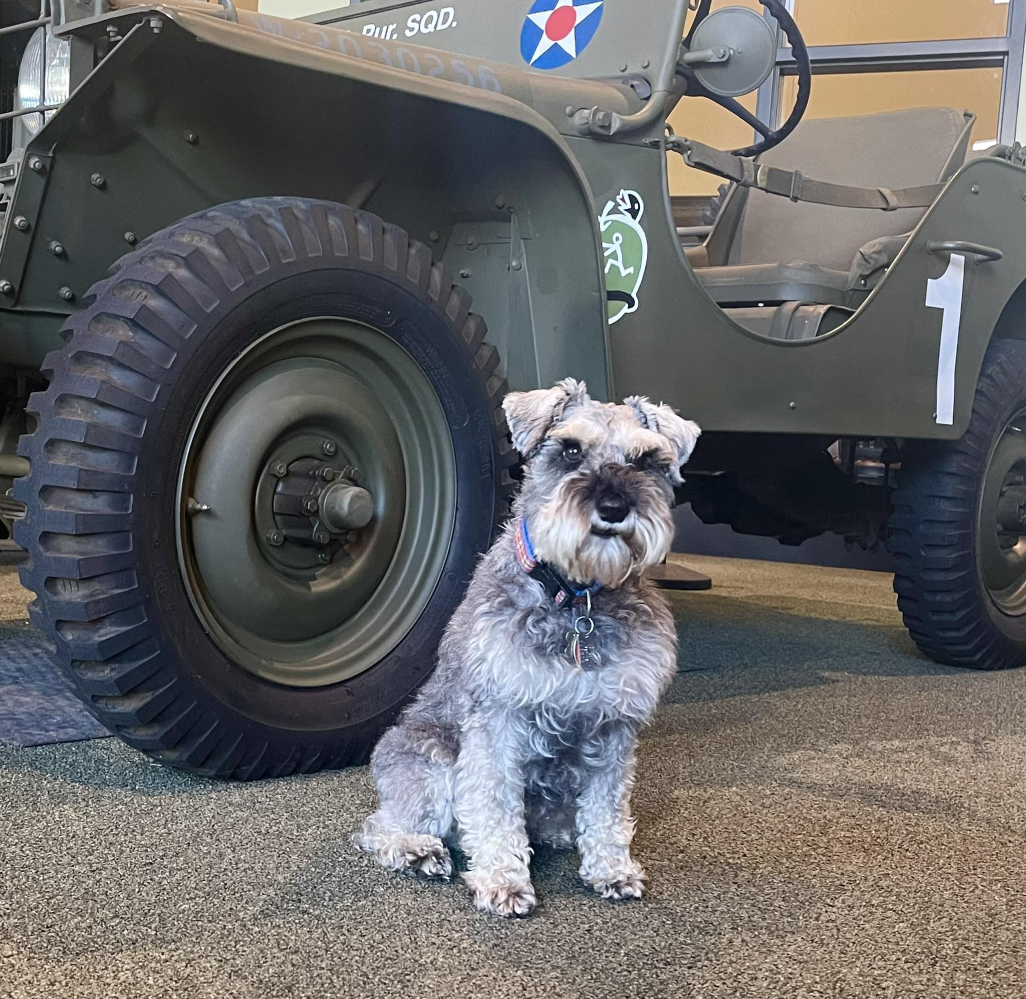 Pet Friendly WWII American Experience