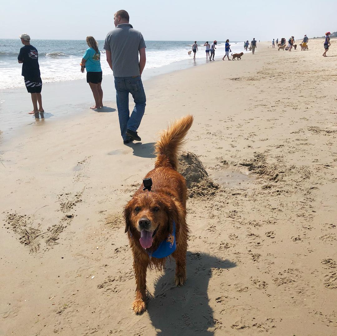 Top Dog Friendly Beaches in Delaware: A Comprehensive Guide