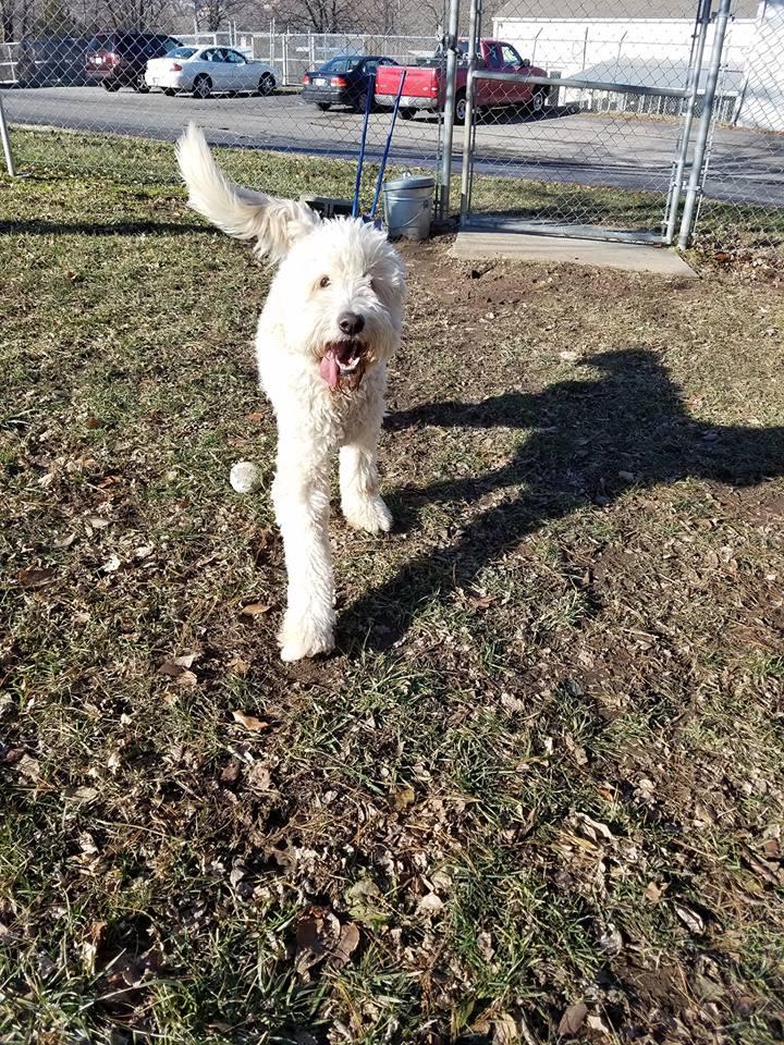 elkhound ranch kennel